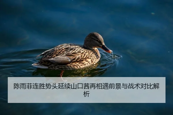 陈雨菲连胜势头延续山口茜再相遇前景与战术对比解析
